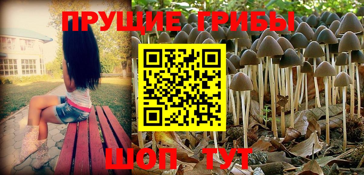 Галлюциногенные грибы Psilocybe Кимры